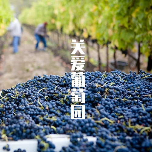 夏季关爱葡萄园:葡萄酒质量的关键之一