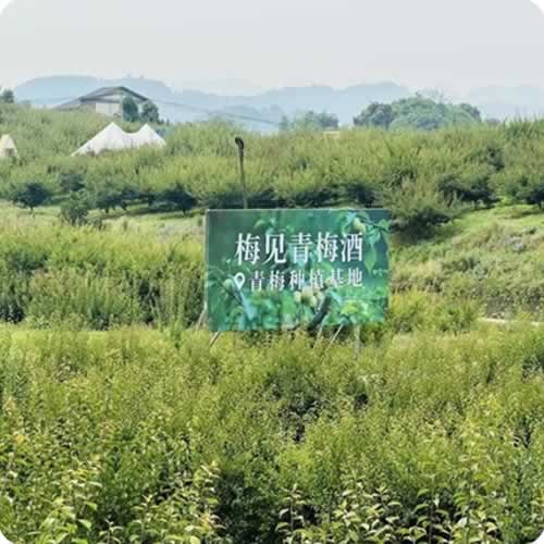 梅见全链赋能，领航国家级唯一青梅酒产区建设